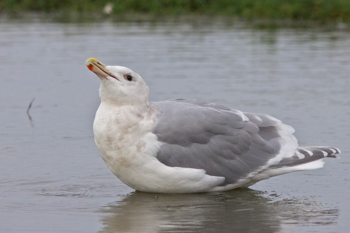 Glaucous-winged Gull - ML647157821
