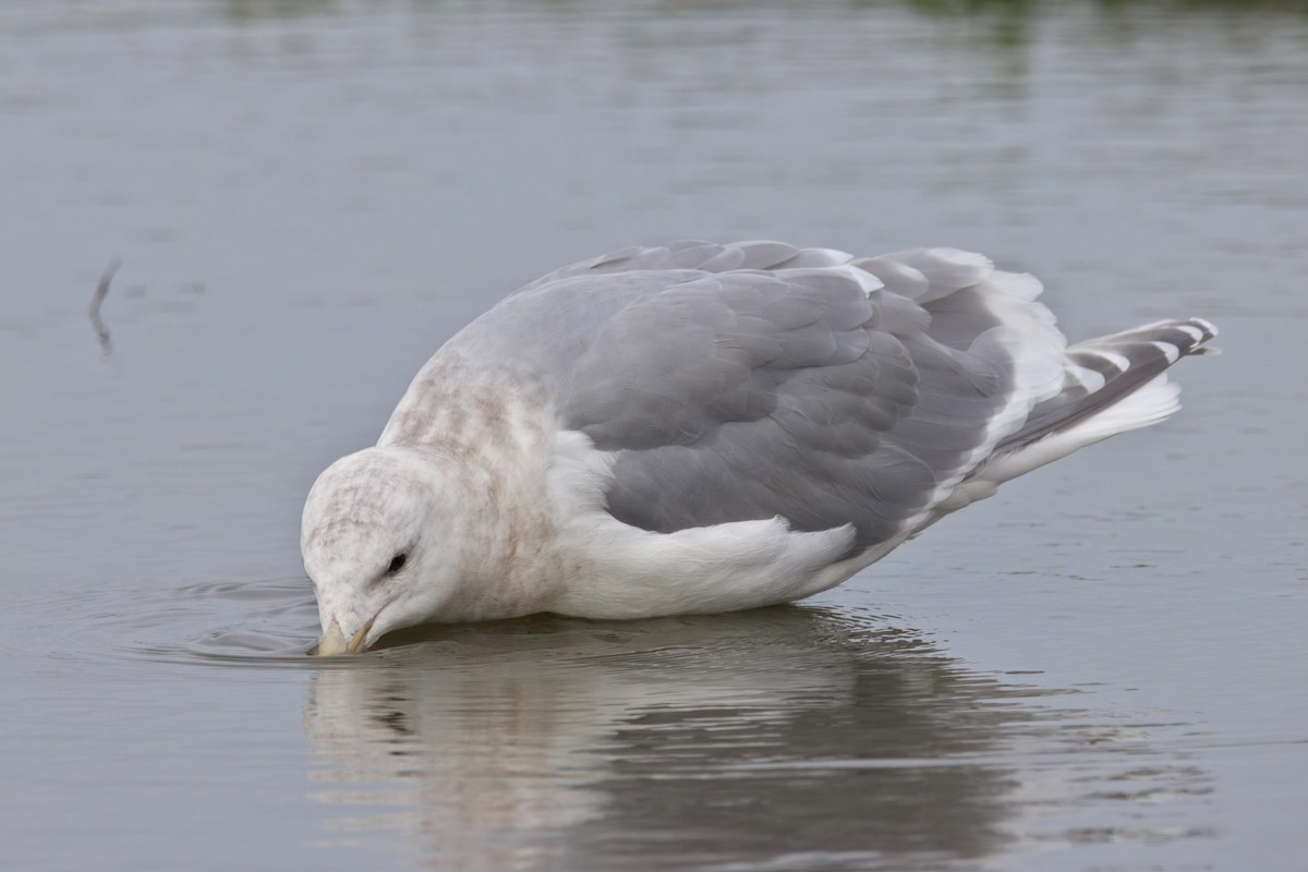 Glaucous-winged Gull - ML647157823