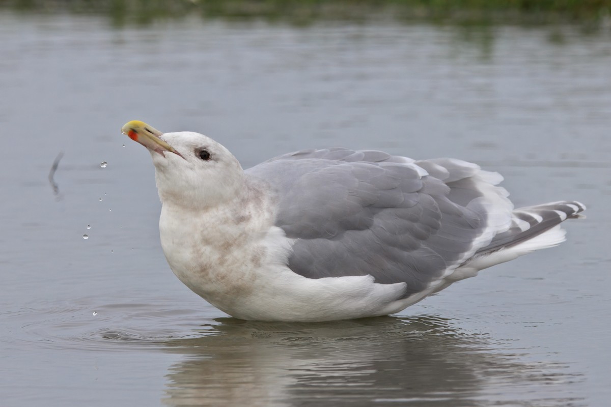 Glaucous-winged Gull - ML647157824
