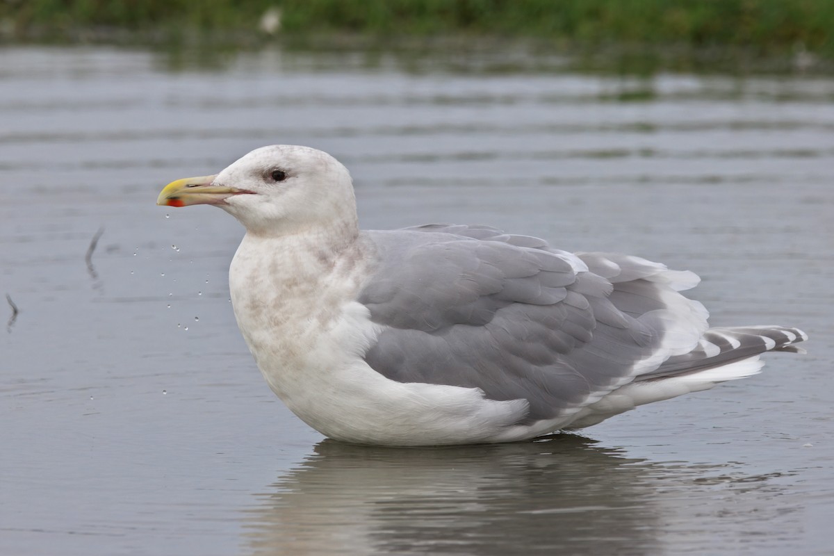 Glaucous-winged Gull - ML647157826