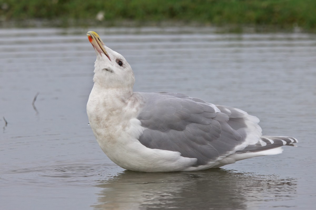 Glaucous-winged Gull - ML647157828