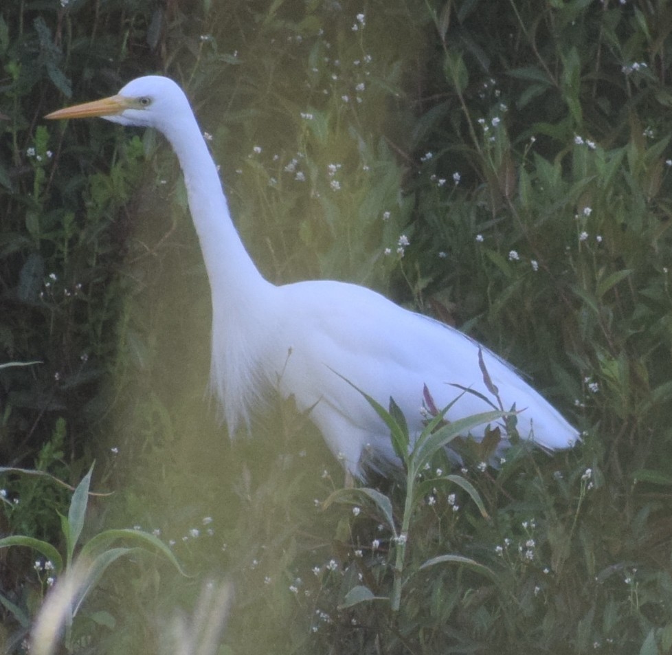 Plumed Egret - ML647157831