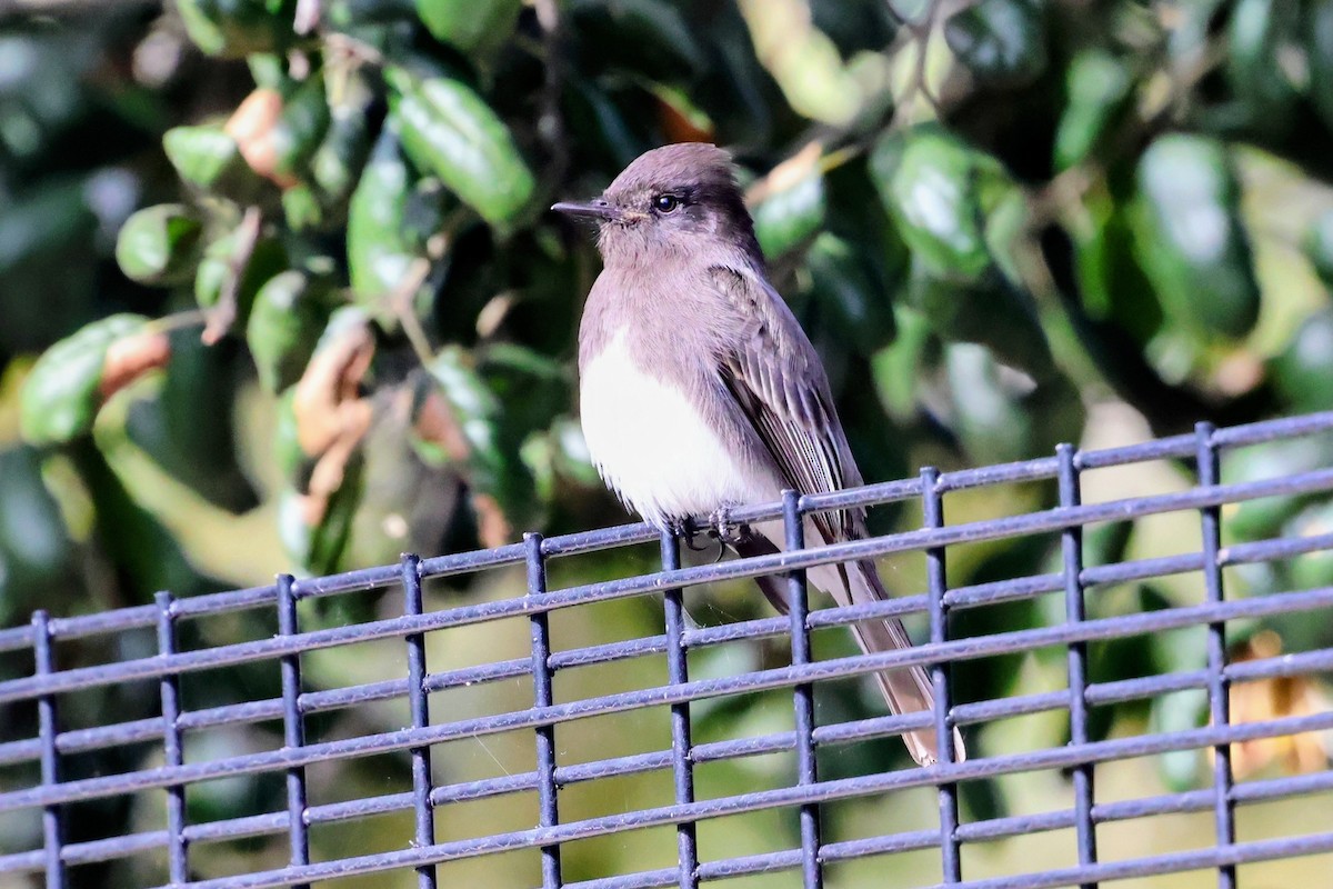 Black Phoebe - ML647157832