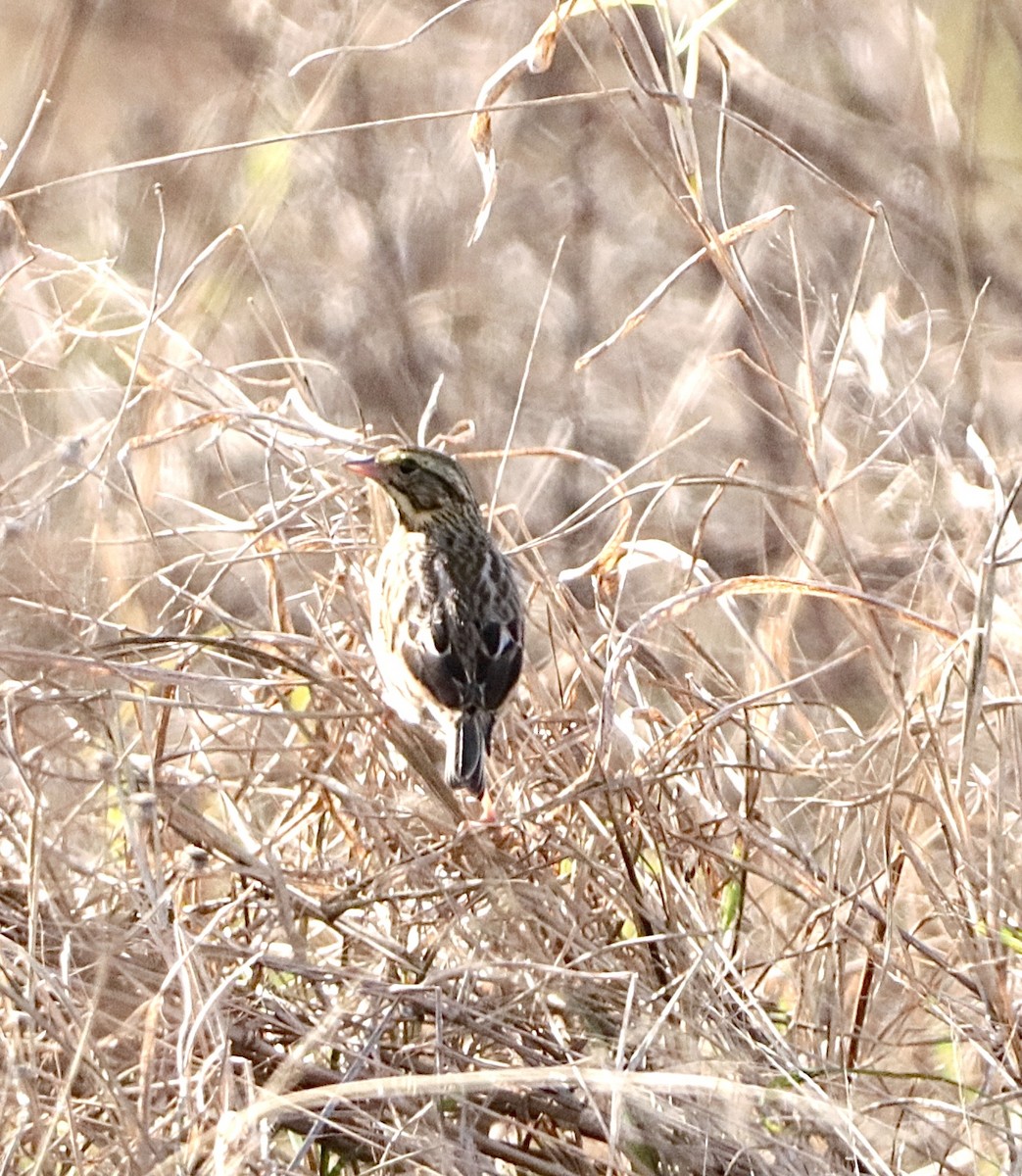 Savannah Sparrow - ML647157833