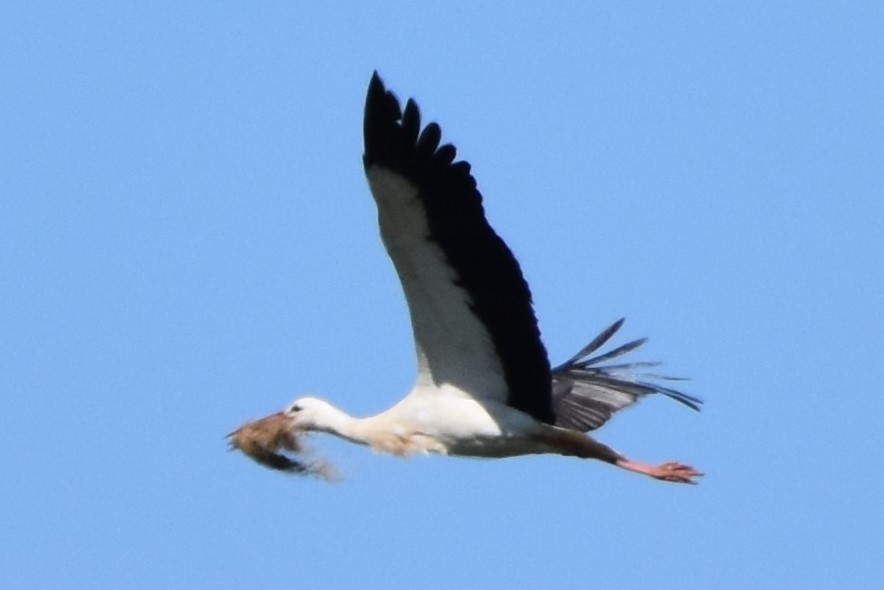 White Stork - ML647157834