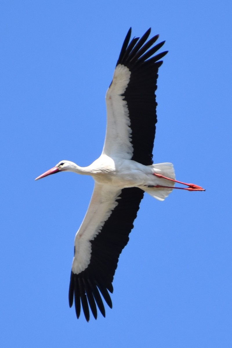 White Stork - ML647157835