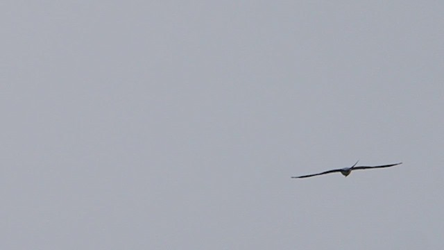 Swallow-tailed Kite - ML647157836