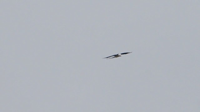 Swallow-tailed Kite - ML647157837