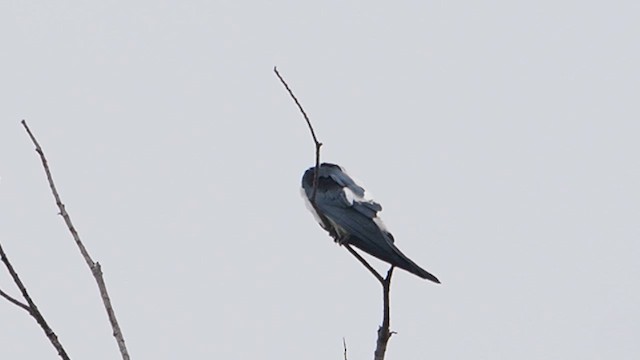 Swallow-tailed Kite - ML647157838