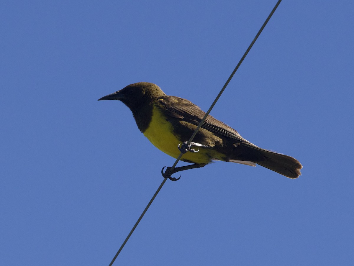 Brown-and-yellow Marshbird - ML647157839
