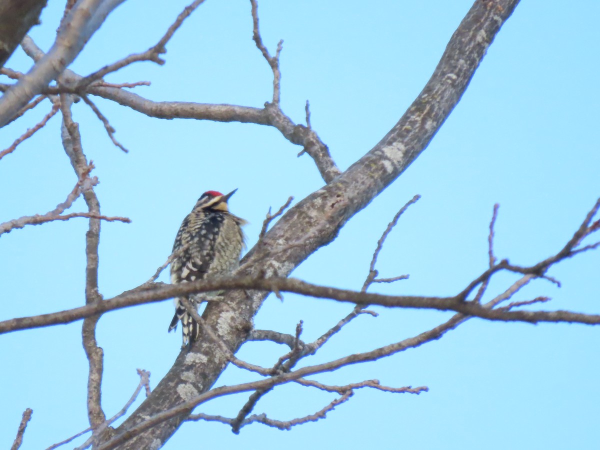 datel rudohrdlý - ML647157842