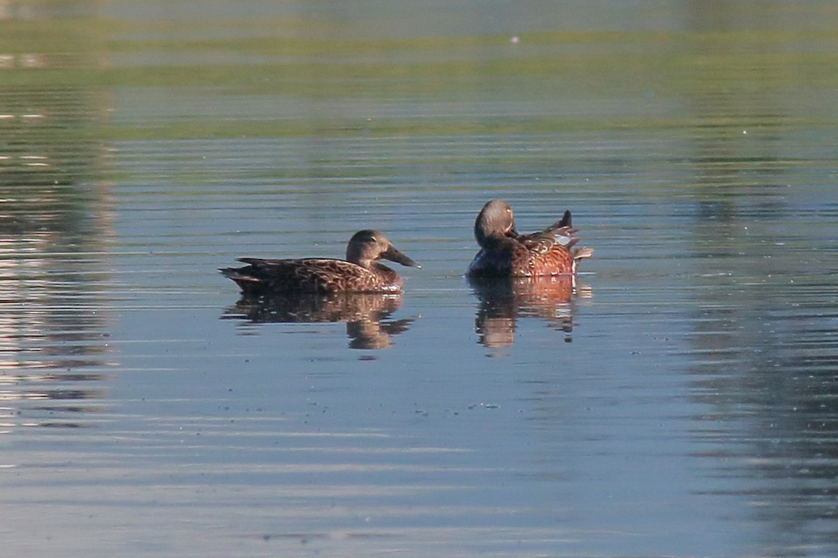 Canard bridé - ML647157843