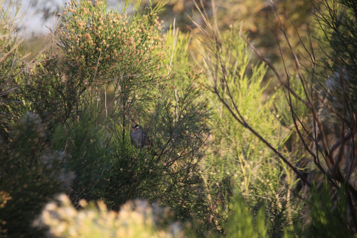 White-crowned Sparrow - ML647157844