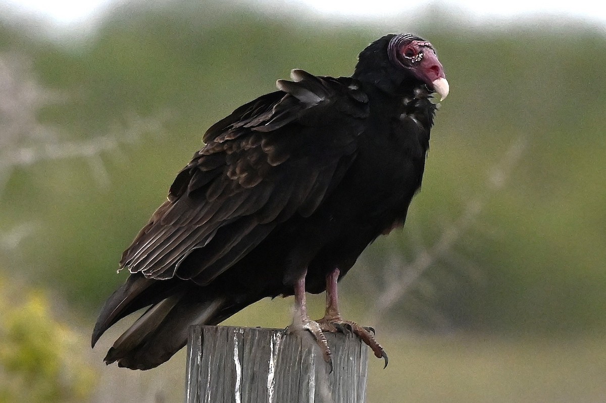 Urubu à tête rouge - ML647157853