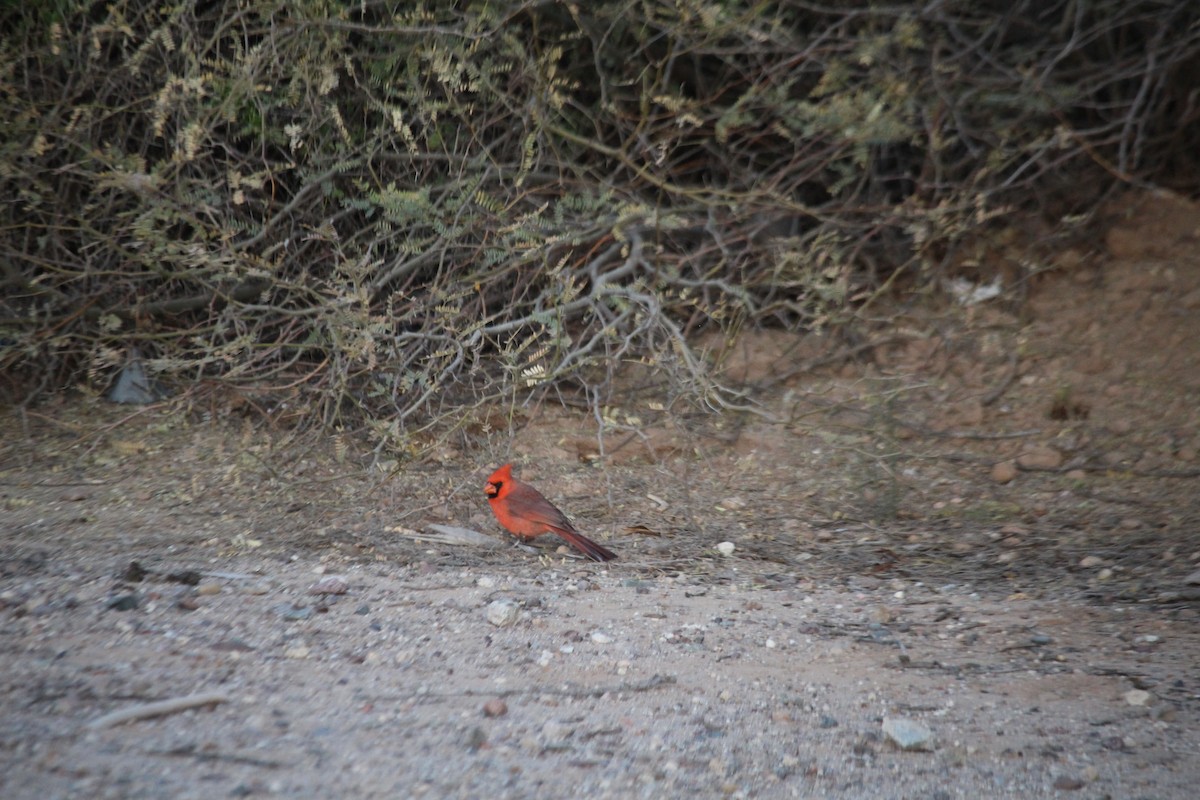 Northern Cardinal - ML647157854