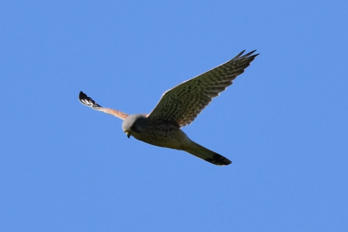 Eurasian Kestrel - ML647157857