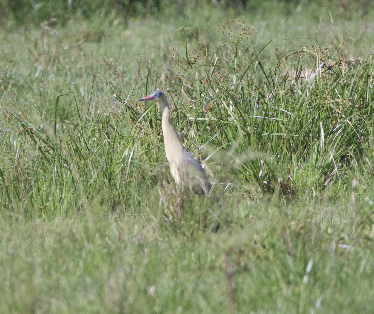 Whistling Heron - ML647157872