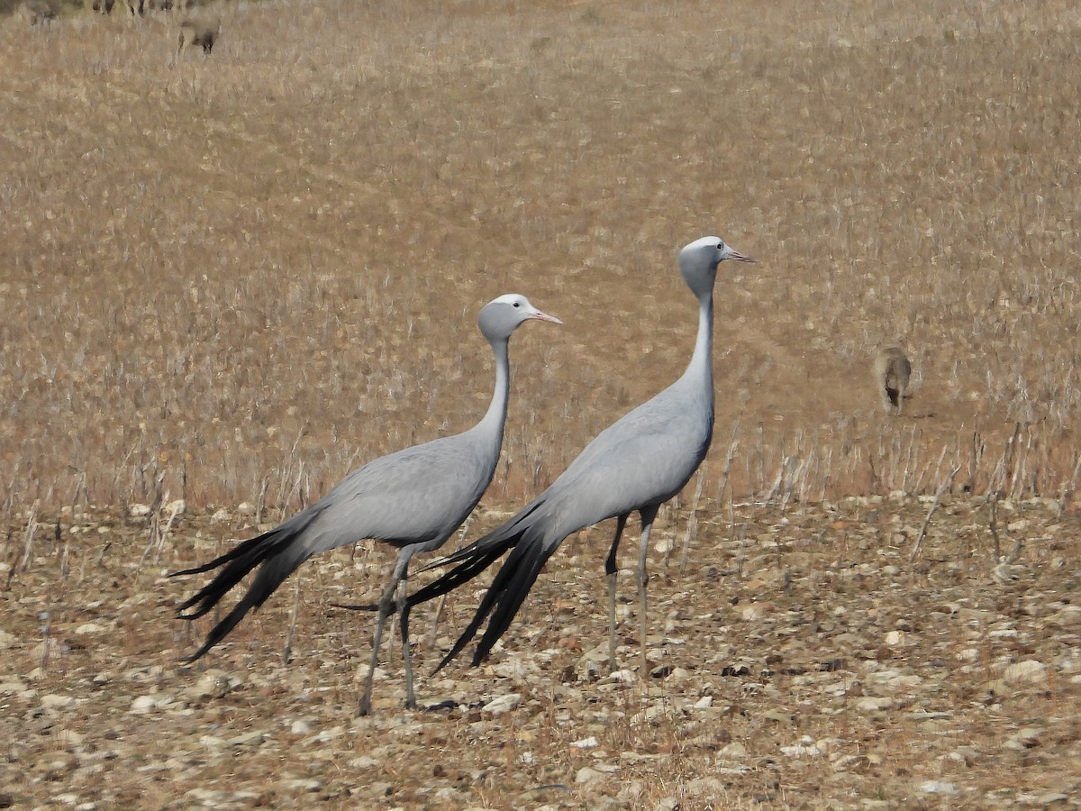 Blue Crane - ML647157880