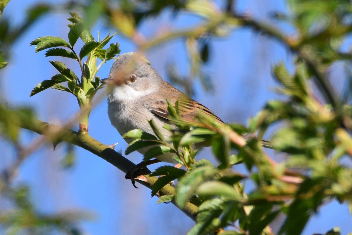 Greater Whitethroat - ML647157882