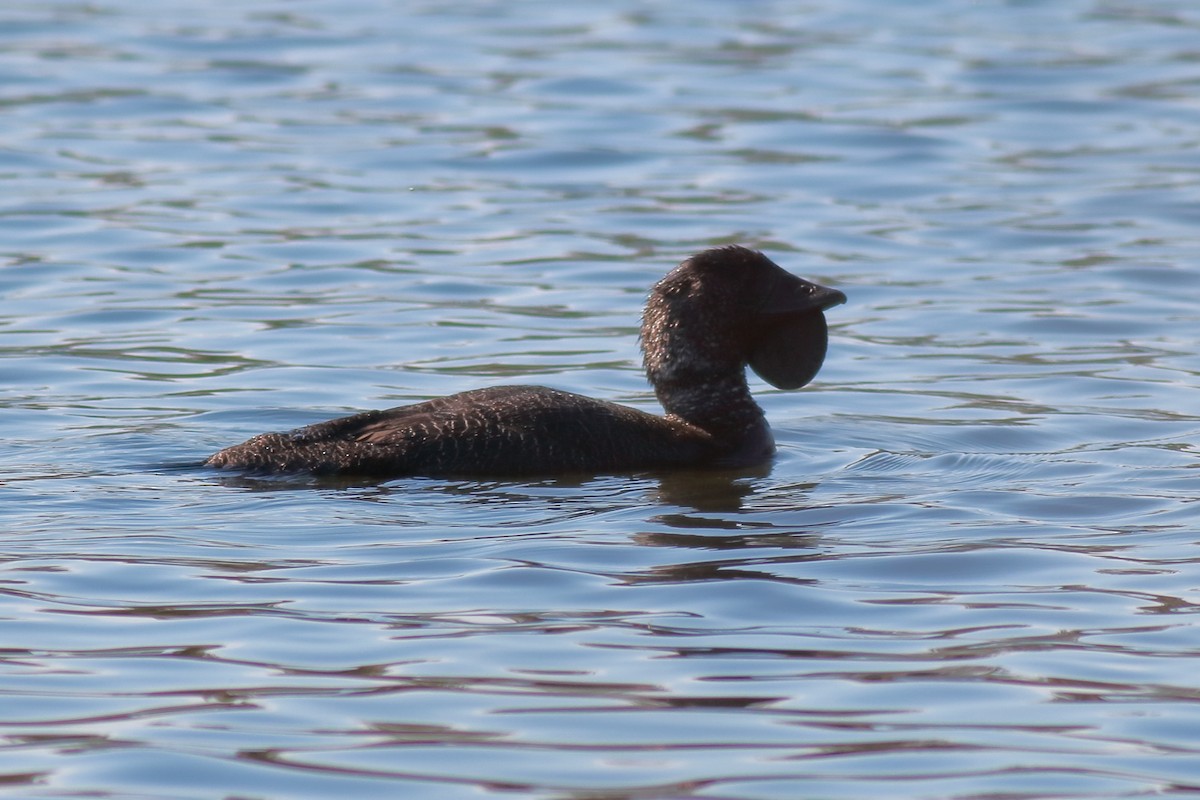 Лопастная утка - ML647157892