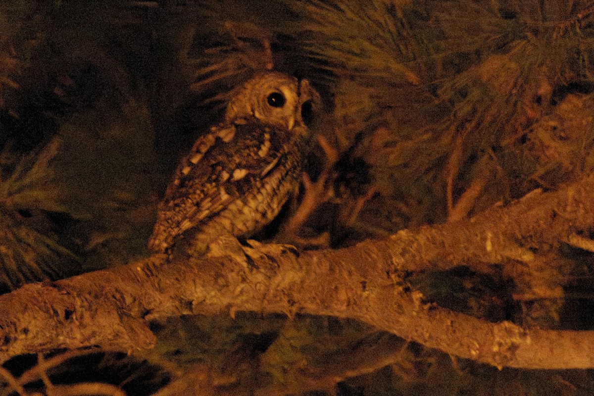 Tawny Owl - ML647157902