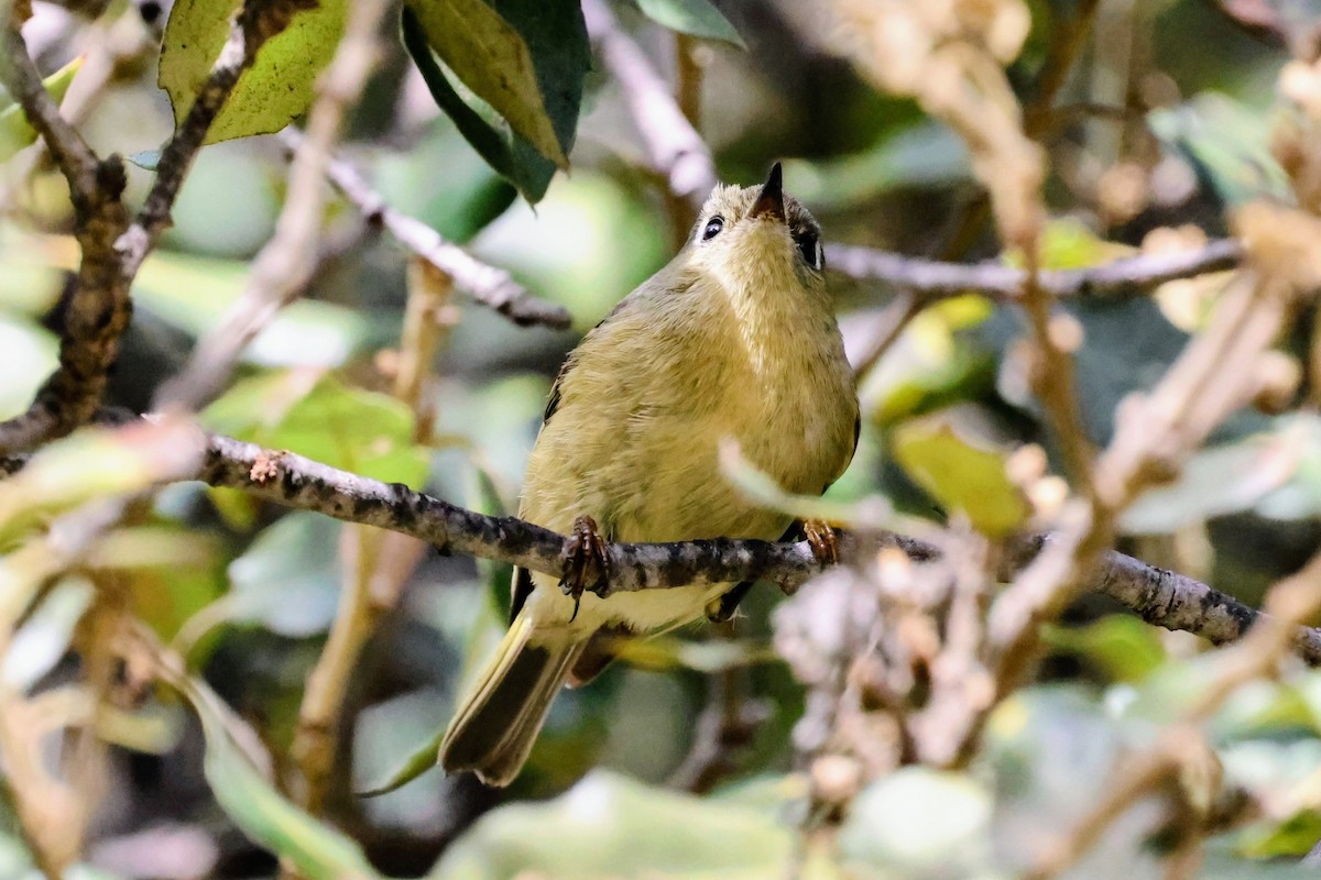 rubinfuglekonge - ML647157908