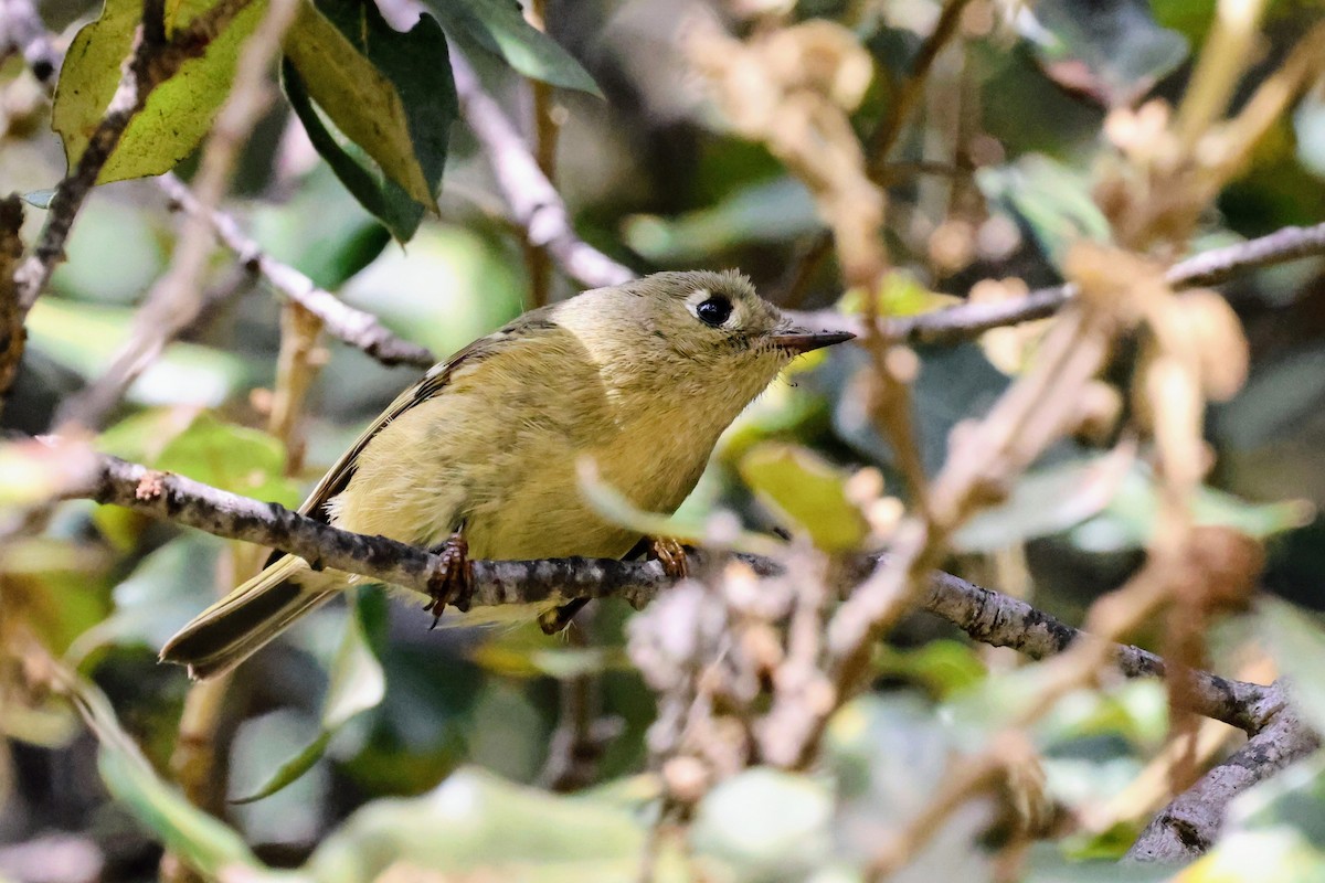 rubinfuglekonge - ML647157909