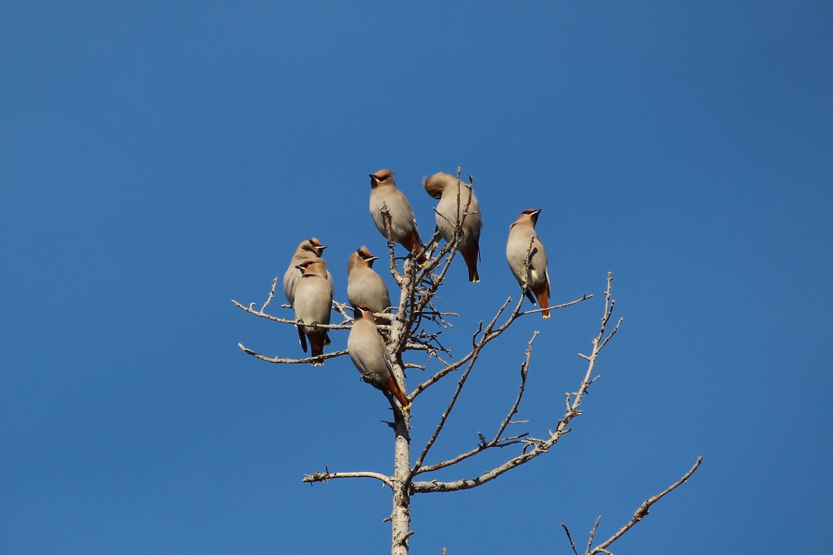 Ampelis Europeo - ML647157917