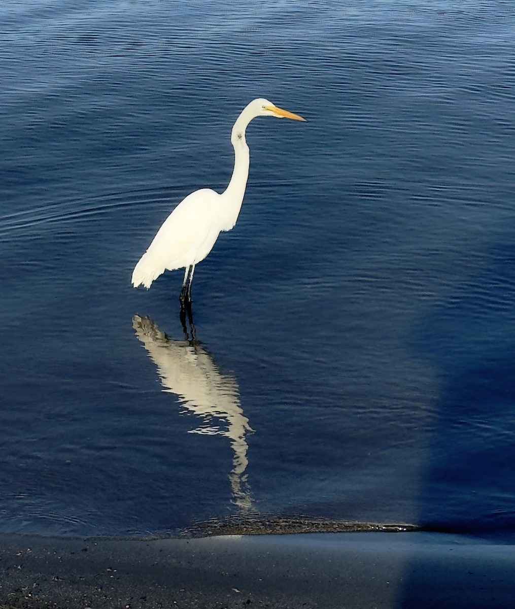 Great Egret - ML647157918