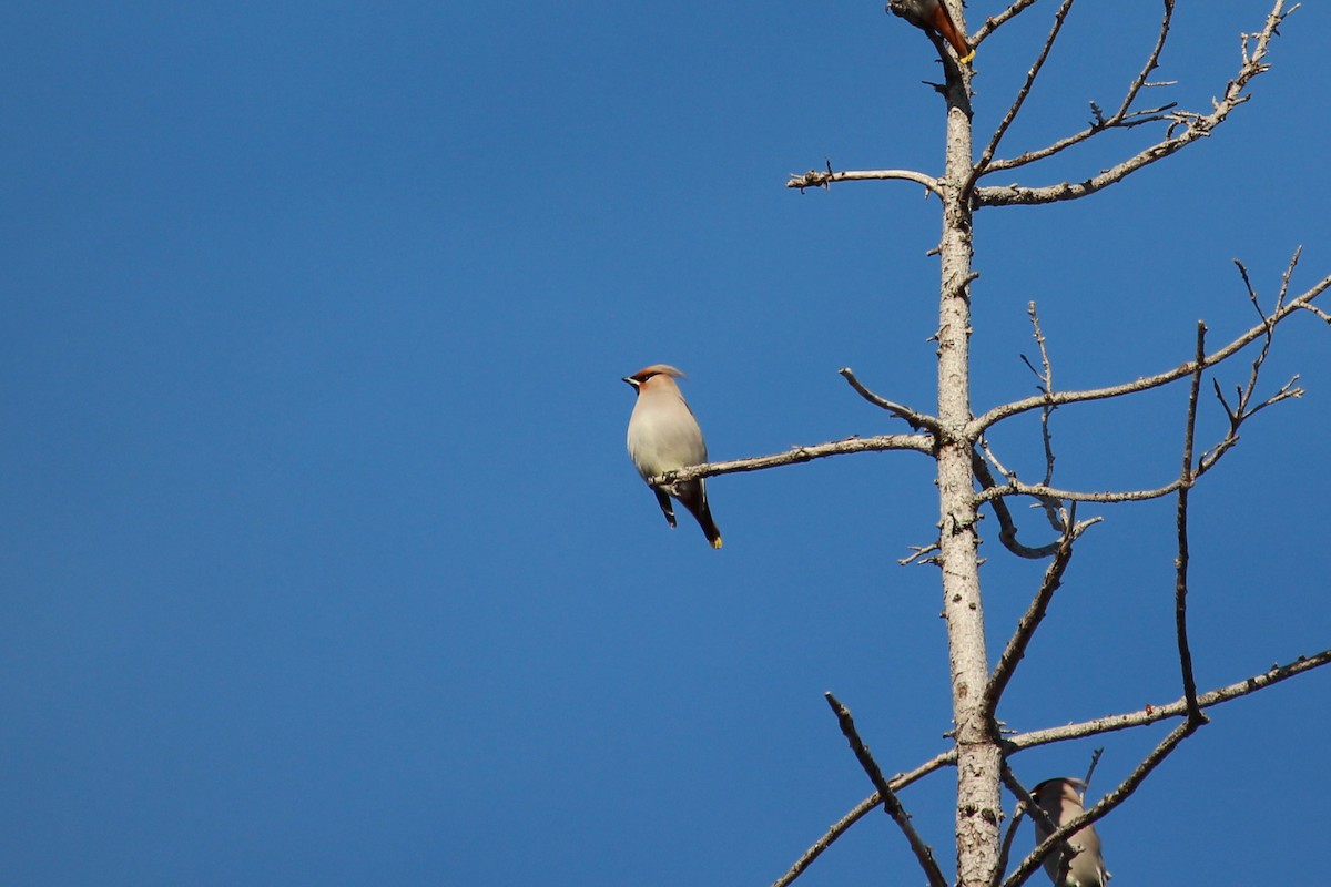 Ampelis Europeo - ML647157921