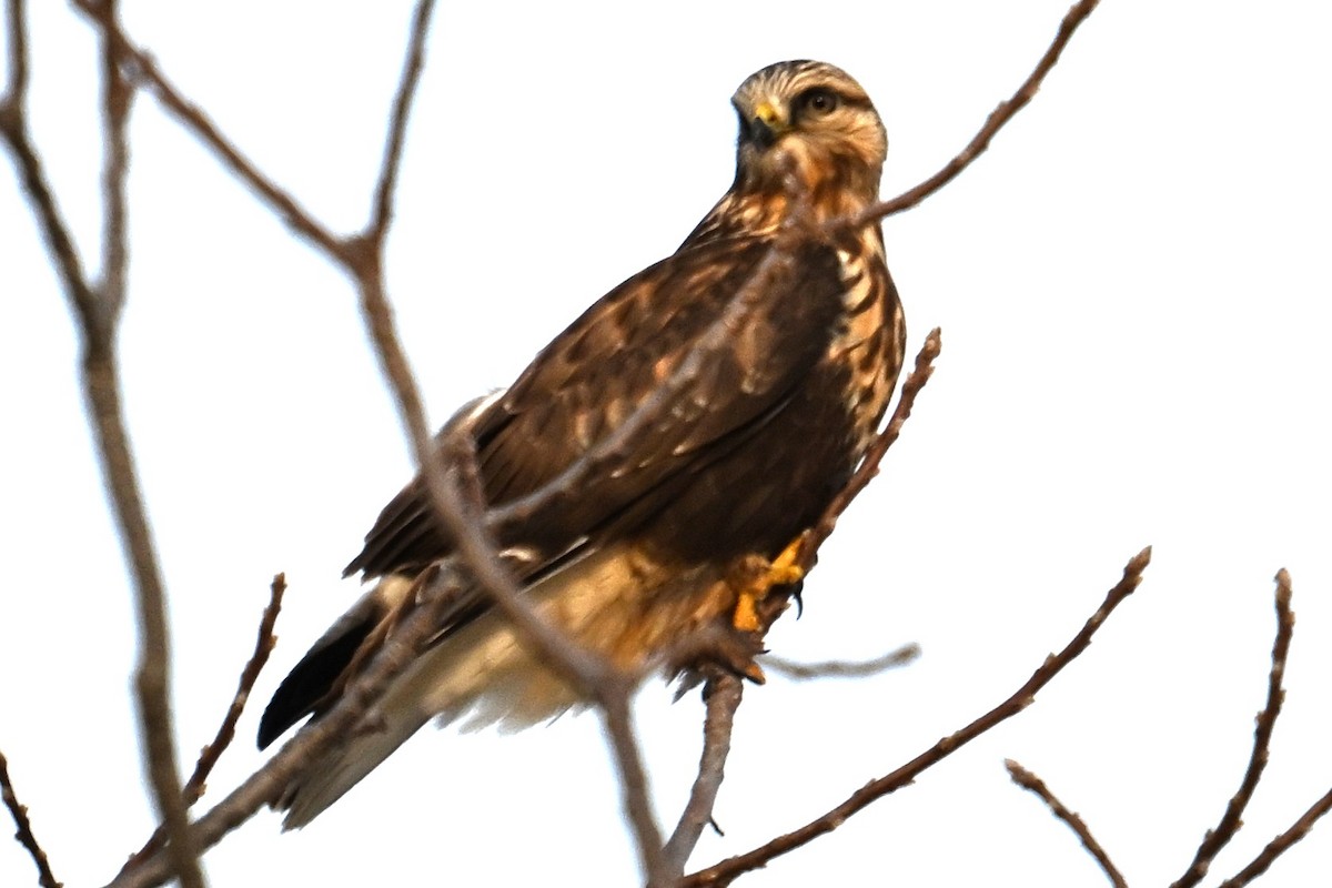 káně rousná - ML647157932