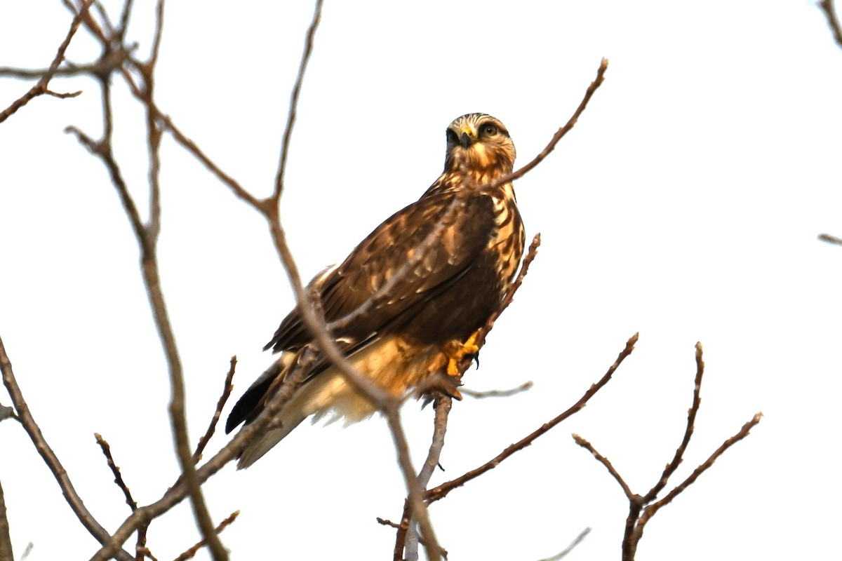 káně rousná - ML647157933