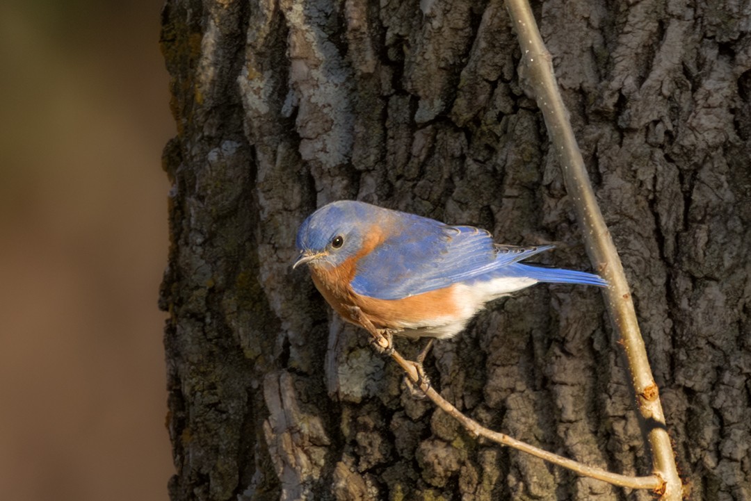 Eastern Bluebird - ML647157935