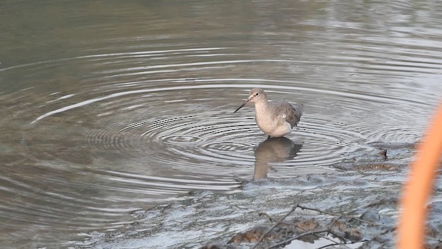 Common Redshank - ML647157973
