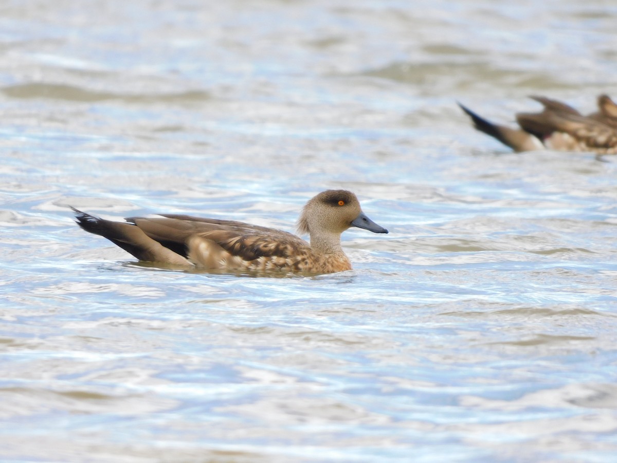 duskand - ML647157974