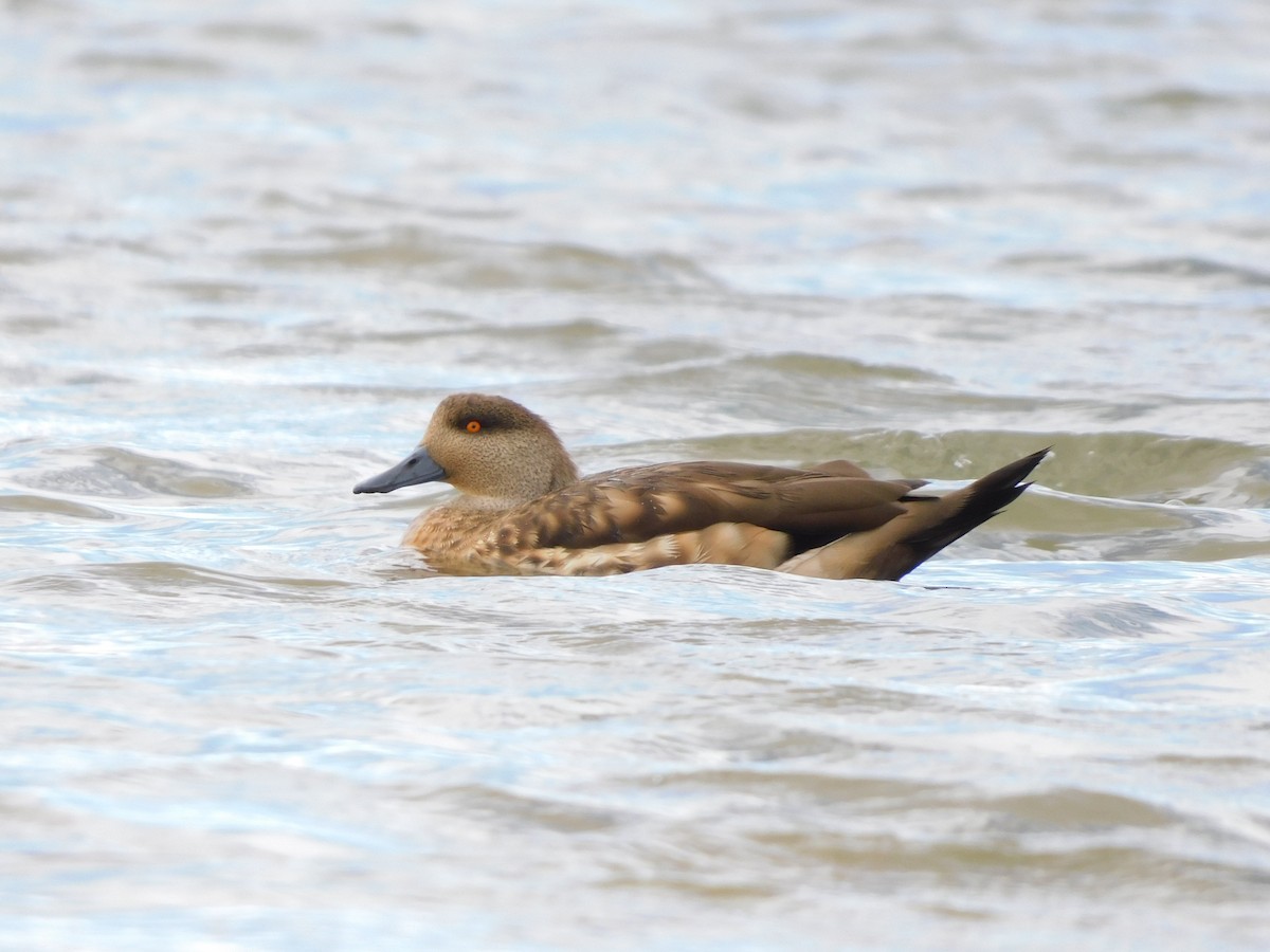 duskand - ML647157983