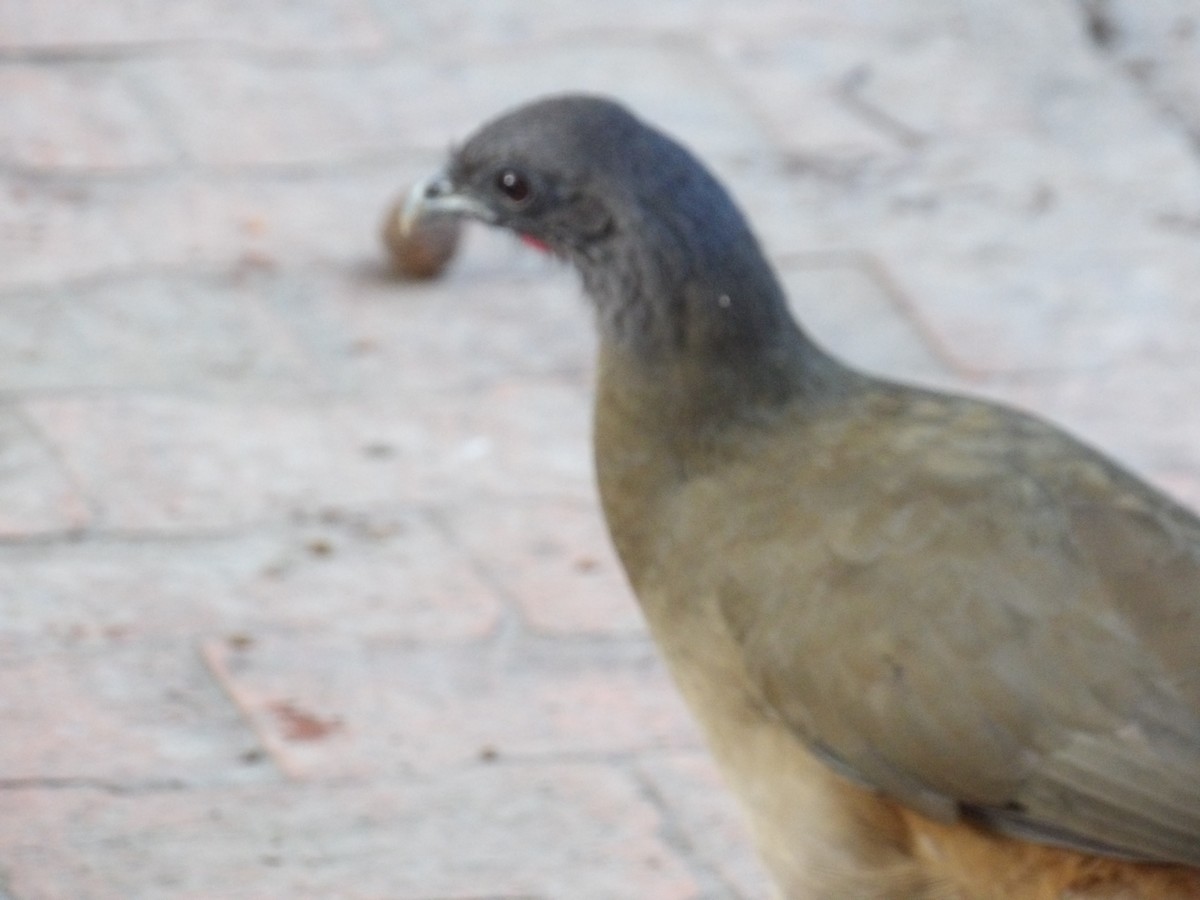 Чачалака рудогуза (підвид ruficauda) - ML647157992