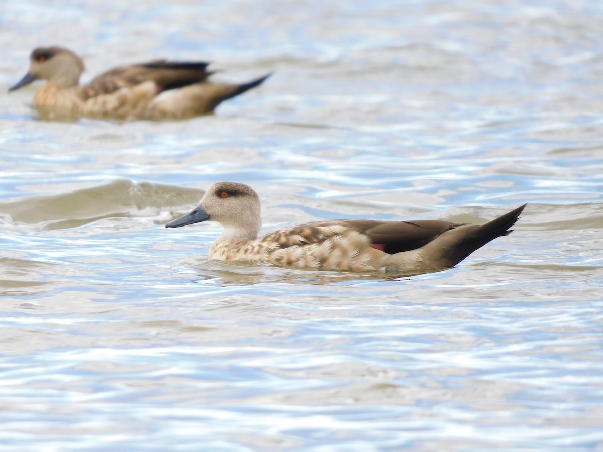 duskand - ML647157994