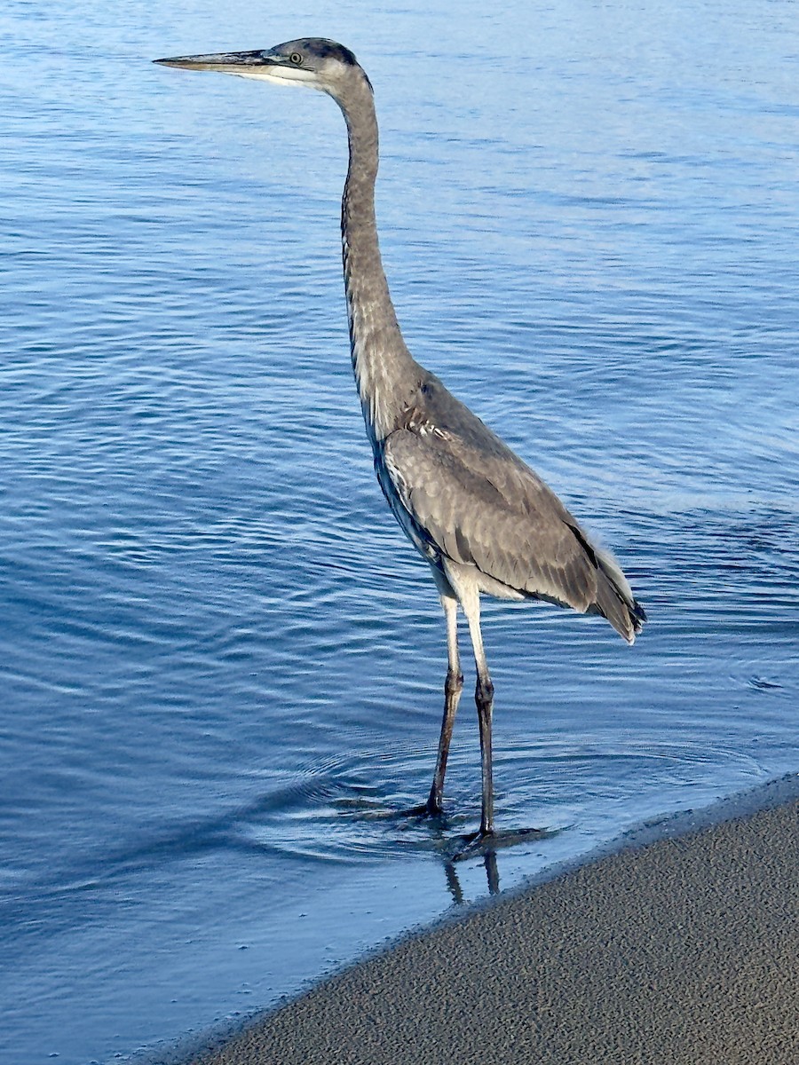 Great Blue Heron - ML647157999