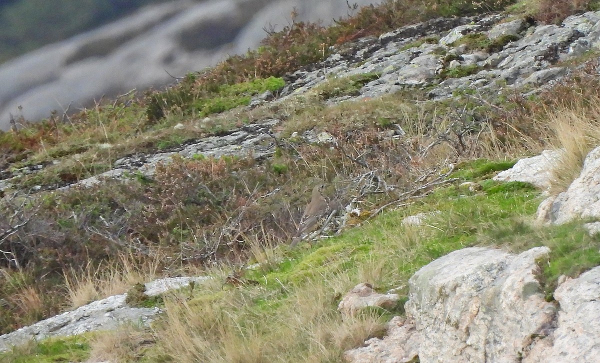 ヤドリギツグミ - ML647158000