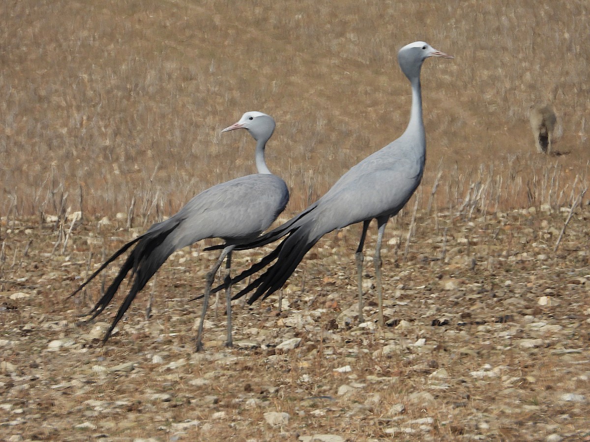 Blue Crane - ML647158004