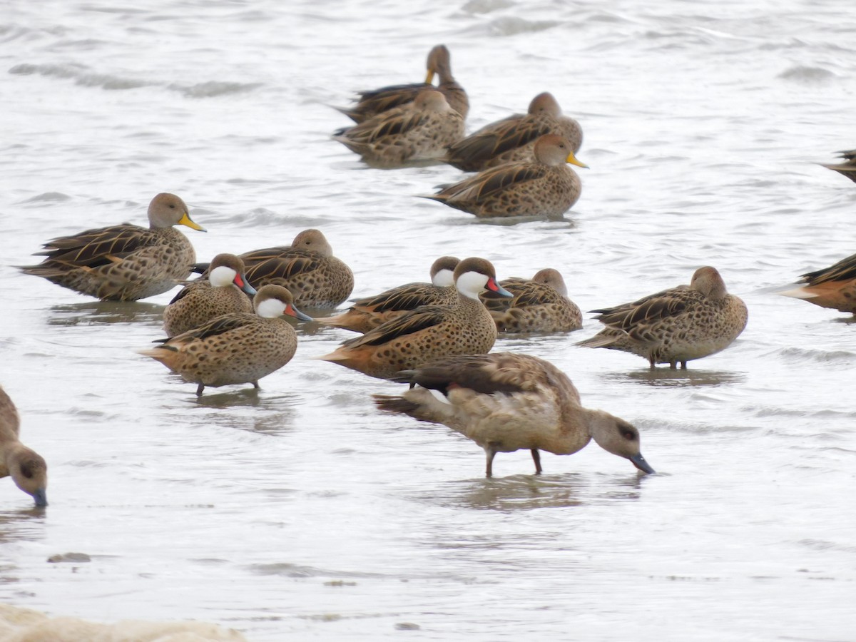 Bahamaente - ML647158006