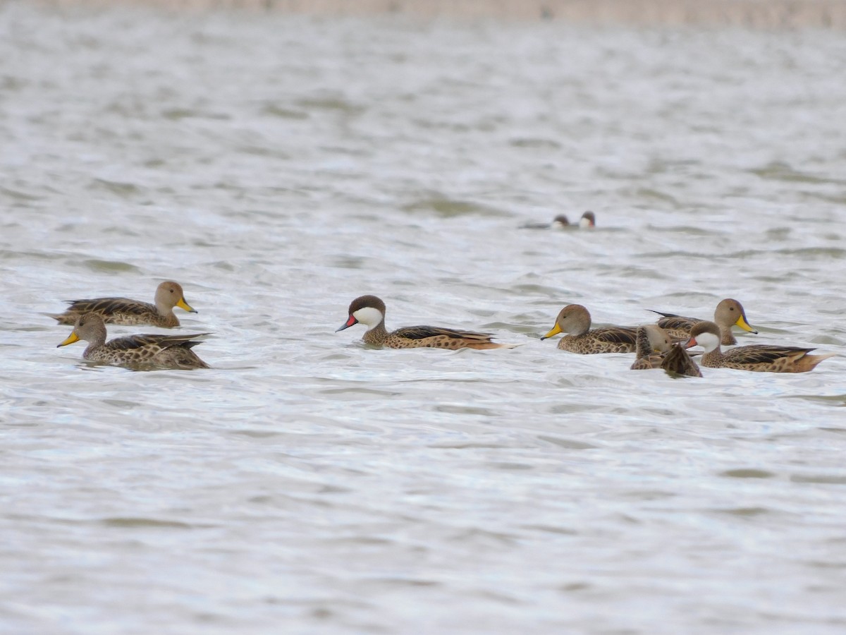 Bahamaente - ML647158014