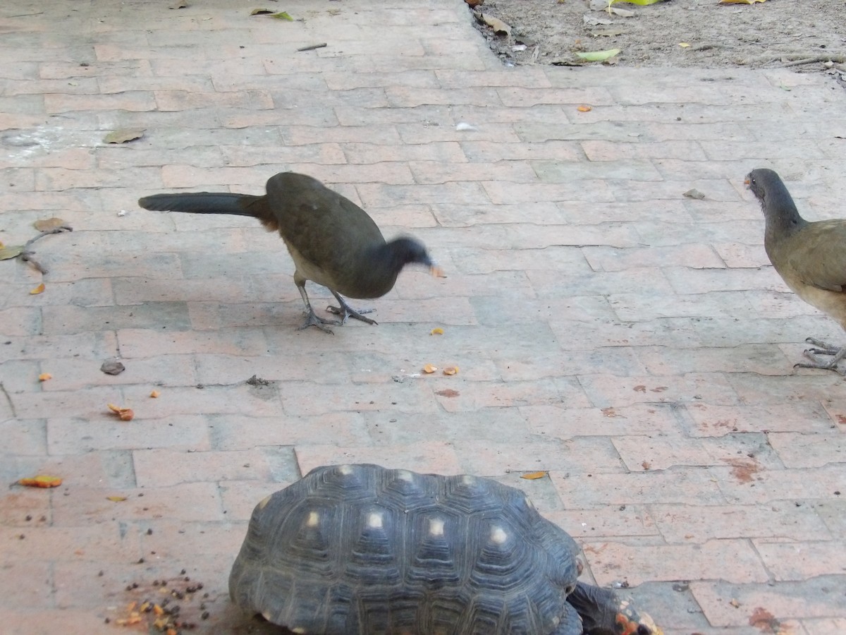 Чачалака рудогуза (підвид ruficauda) - ML647158018