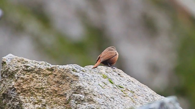 Canyon Wren - ML647158026