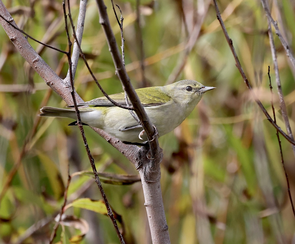 Червоїд світлобровий - ML647158037
