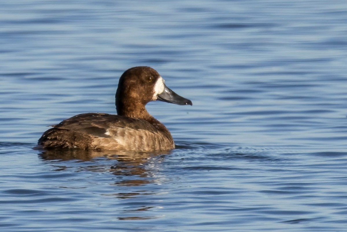 Greater Scaup - ML647158038