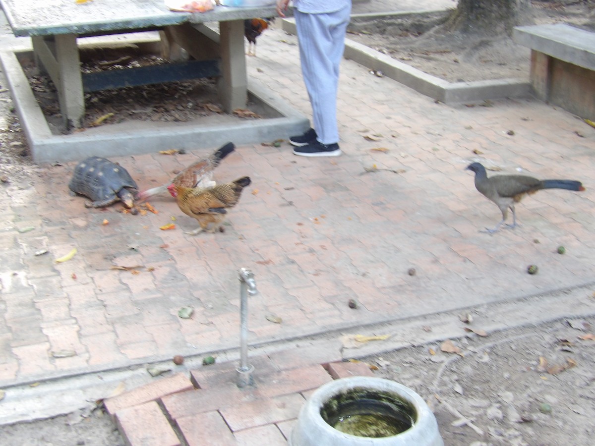 Чачалака рудогуза (підвид ruficauda) - ML647158045