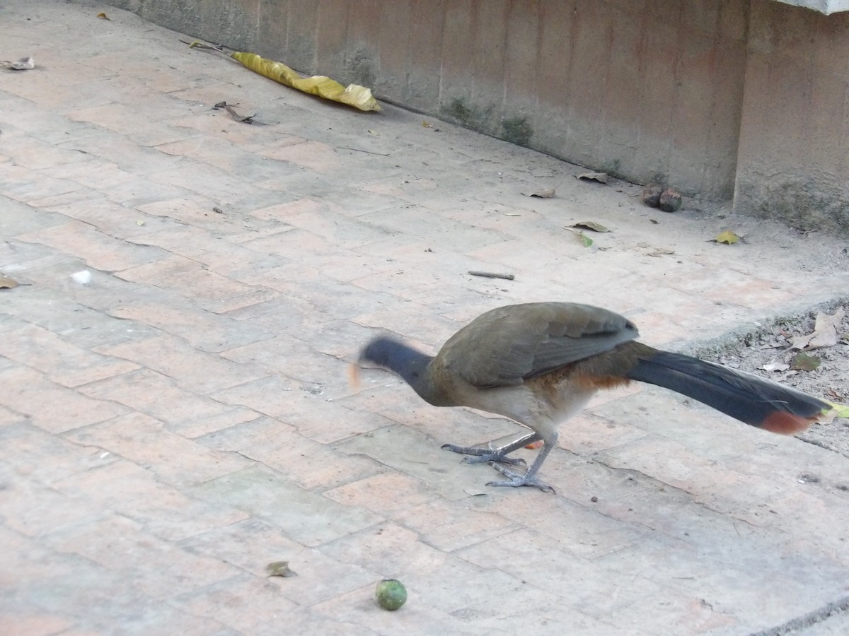 Чачалака рудогуза (підвид ruficauda) - ML647158047