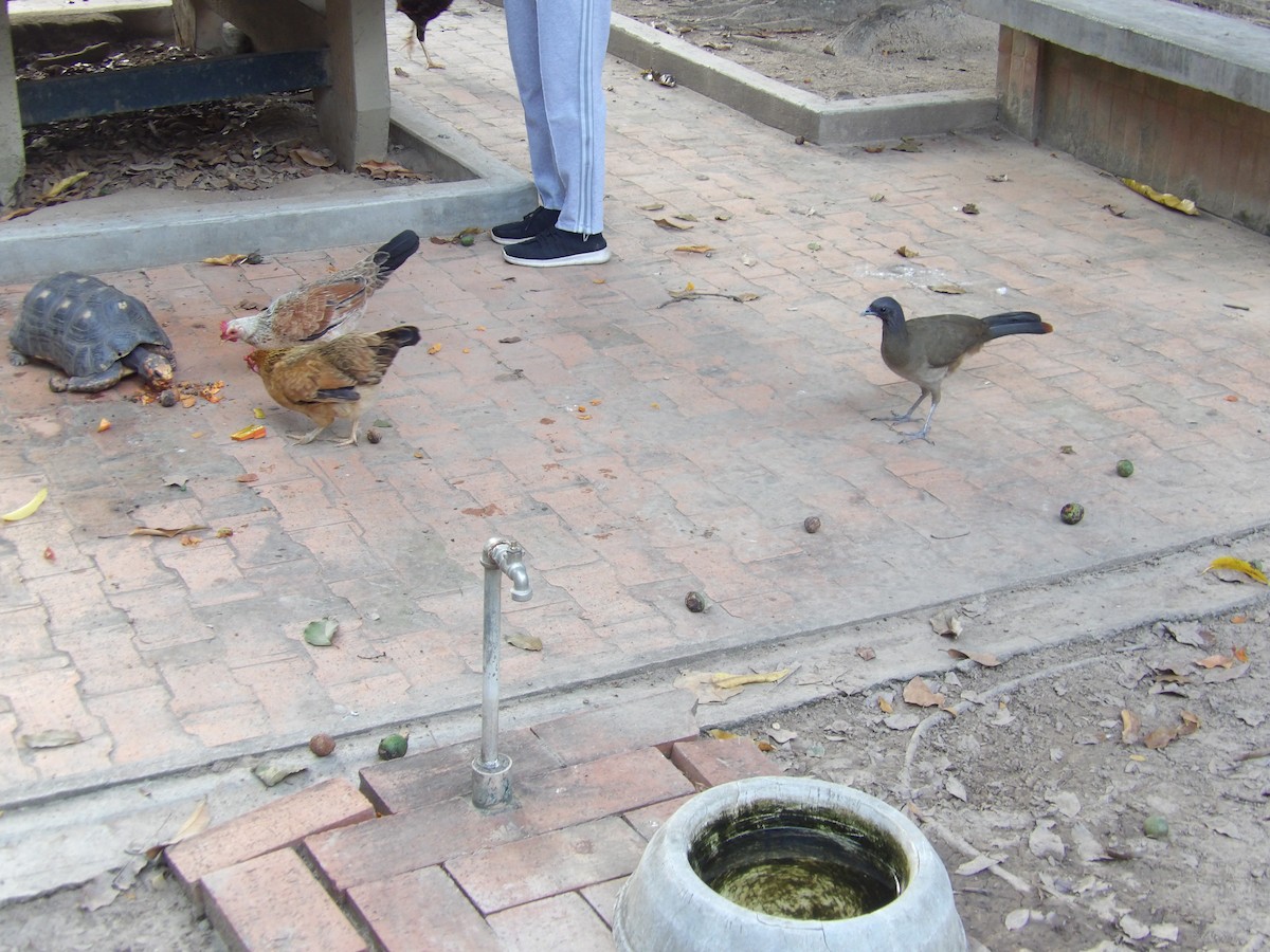 Чачалака рудогуза (підвид ruficauda) - ML647158048